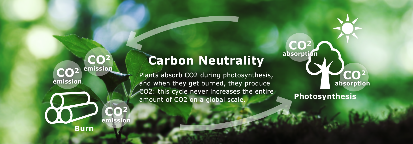 Carbon Neutrality Plants absorb CO2 during photosynthesis, and when they get burned, they produce CO2: this cycle never increases the entire amount of CO2 on a global scale.